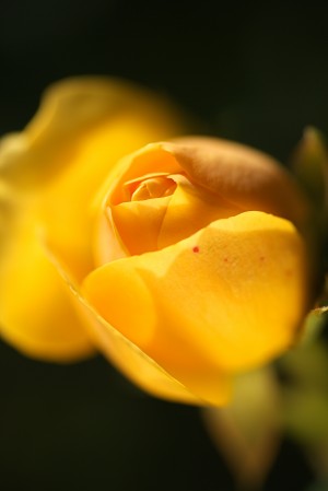 Rose Bud Glowing Yellow